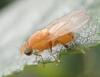 Sapromyzosoma quadripunctata